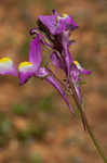 Moroccan toadflax